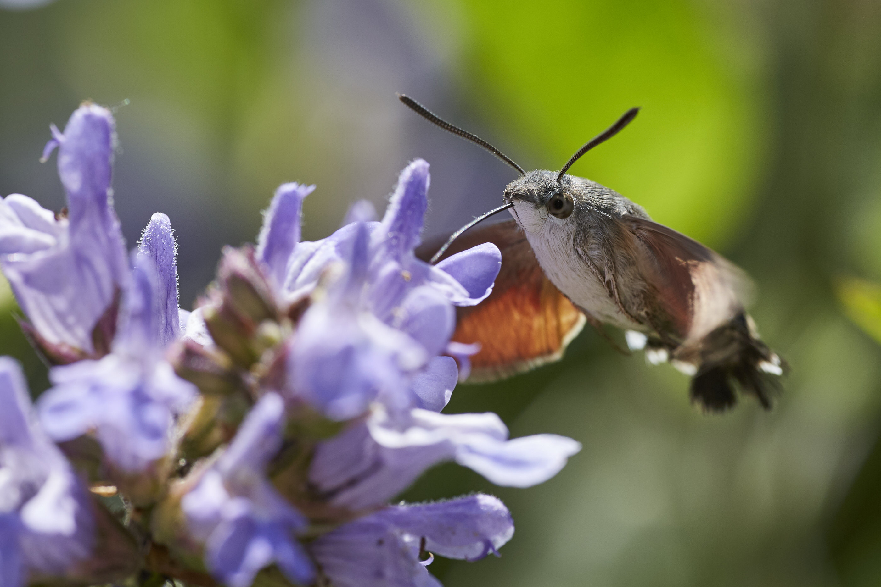Macroglossum stellatarum   Taubenschwänzchen   0035